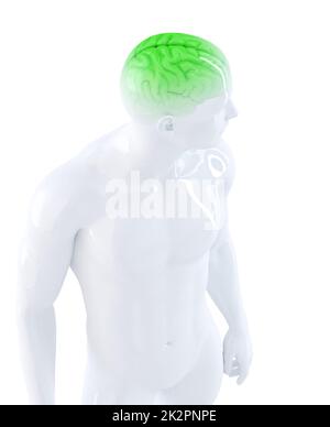 Human brain. Anatomical illustration. Isolated. Contains clipping path Stock Photo