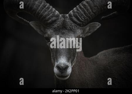 Cyprus Mouflon portrait Stock Photo