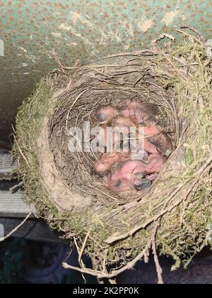 Baby birds in a nest Stock Photo