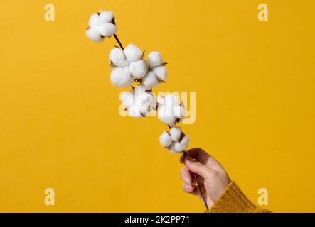 female hand holding a twig with cotton flowers on a yellow background, close up Stock Photo