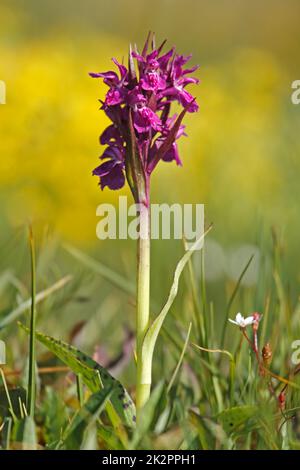 Portraid Western marsh orchid - Dactylorhiza majalis in Swiss Alps