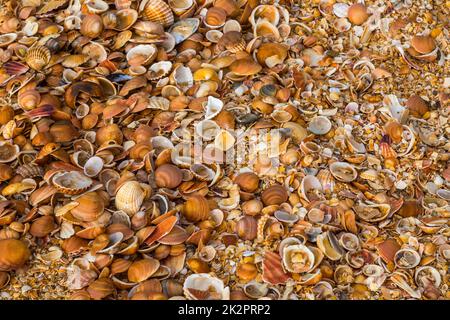 beautiful seashells of sea mollusks Stock Photo