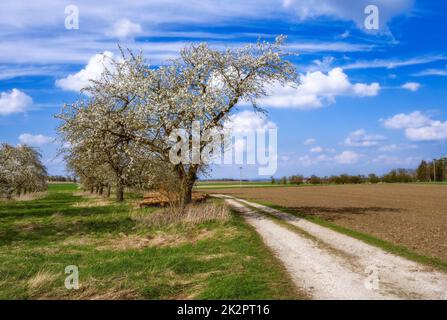 Landscape with a meadow and flowering fruit trees Stock Photo - Alamy