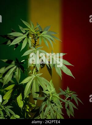 Marijuana plant on rastafarian flag background. Stock Photo