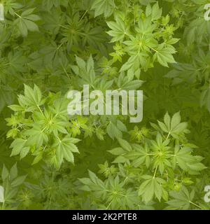 Marijuana seamless background Stock Photo