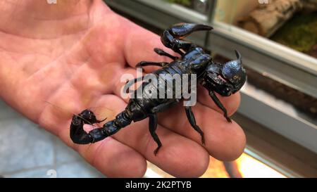 A close-up of a harmless Thailand scorpion. Stock Photo
