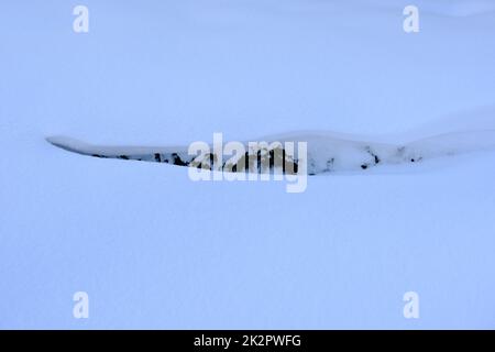 Green small leaves of shrub under the snow, snowdrift on a snowy background side view Stock Photo