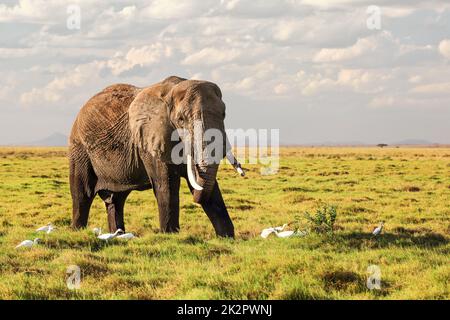 African bush elephant (Loxodonta africana) walking on grass in savanna, white heron birds around its feet. Stock Photo