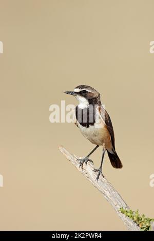 Capped wheatear perched on a branch Stock Photo