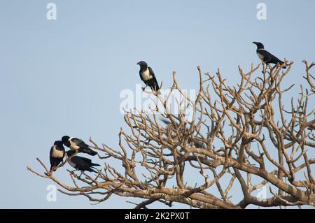 Pied crows Corvus albus on a communal roost. Stock Photo