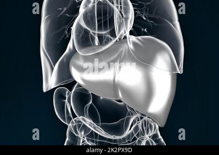 Illustration of human liver. Stock Photo