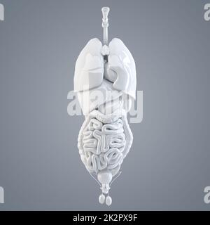 Human internal organs. 3D illustration. Isolated Stock Photo