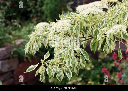 weissbunter Hartriegel (Cornus alba Elegantissima) blÃ¼hender Strauch