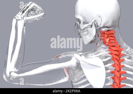 Human skeleton with highlighted spine. 3D illustration Stock Photo