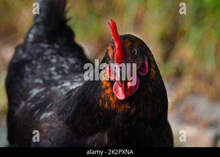 Portrait of a free running black and brown hen Stock Photo