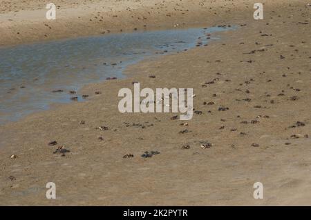 Fiddler crabs Afruca tangeri in the Senegal River. Stock Photo