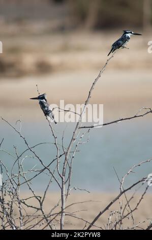 Pied kingfishers Ceryle rudis on a shrub. Stock Photo