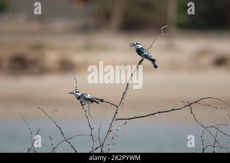 Pied kingfishers Ceryle rudis on a shrub. Stock Photo