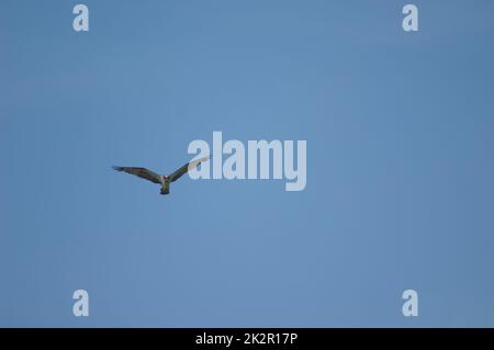 Osprey in flight over the Senegal River. Stock Photo