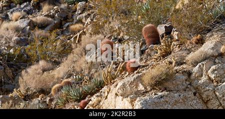 Barrel Cactus. Barrel Cactus Ferocactus cylindraceus in the Anza-Borrego Desert in Southern California, USA. Stock Photo