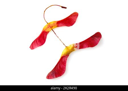 Amazing two-lobed red yellow maple seed pods in bright red yellow isolated on a white background Stock Photo