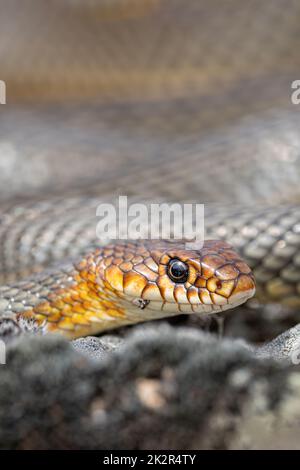 Caspian Whip Snake Stock Photo