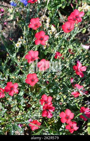 Large-flowered flax (Latin Linum grandiflorum) of red color Stock Photo