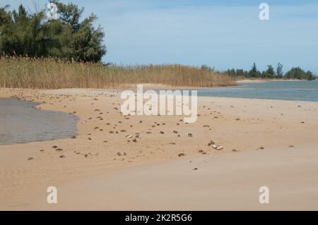 Fiddler crabs Afruca tangeri in the Senegal River. Stock Photo