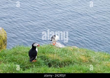 Atlantic puffin from Borgarfjordur fjord, east Iceland Stock Photo