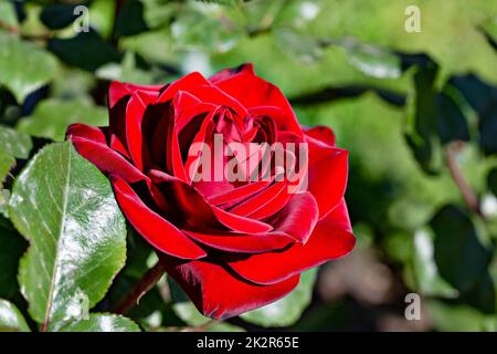 Velvet red rose on a bush in the garden. Stock Photo