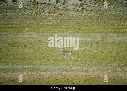 A goa antelope standing in the green field Stock Photo