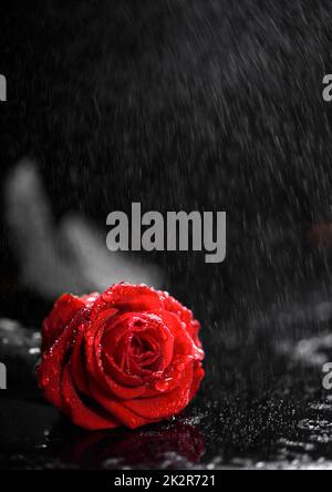 Rose with water drops Stock Photo
