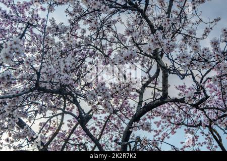 Almond trees in bloom in springtime in Madrid, Spain Stock Photo