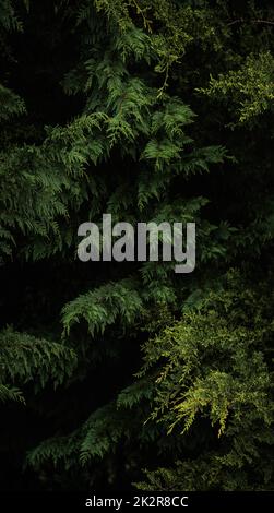 Dark green pine branches vertical panorama Stock Photo