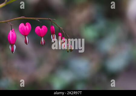 Dicentra spectabilis (Lamprocapnos) - bleeding heart. Asian bleeding-heart. Dicentra formosa blooming in the garden, Nature floral background. Stock Photo