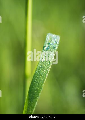 water drops on the green grass Stock Photo