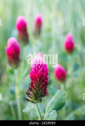 Beautiful meadow, flowering meadow flowers, flowering red clover Stock Photo