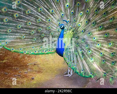 Close up of colorful peacock with his feathers fanned out Stock Photo