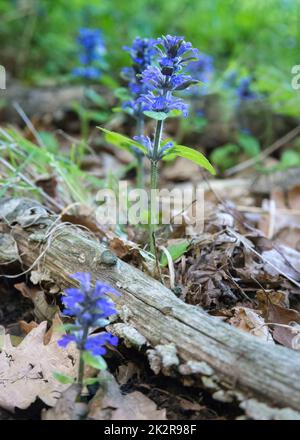 Close up of the blue flowers of blue or common bugle or bugleherb, bugleweed, carpetweed or carpet bugleweed (Ajuga reptans) Stock Photo