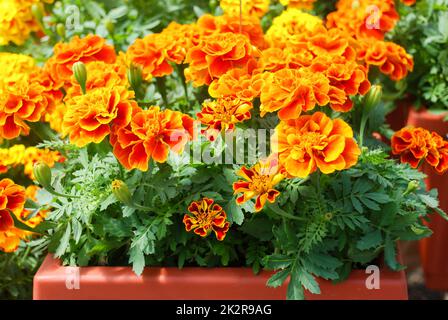 Tagetes patula French marigold in bloom, orange yellow orange flowers, green leaves Stock Photo