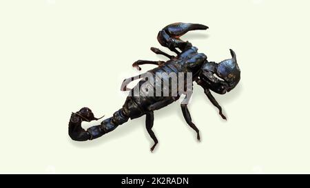 A close-up of a harmless Thailand scorpion. Stock Photo
