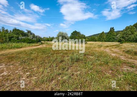 Meadow in summer with plants growing Stock Photo