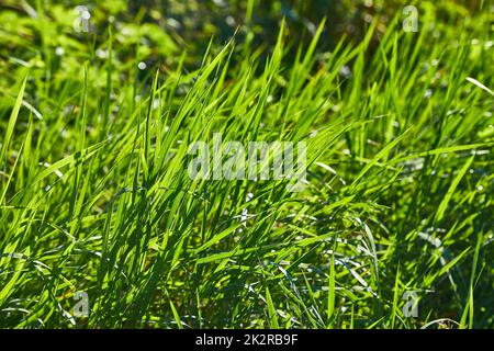 Green Grass Field Stock Photo