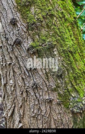 Tree trunk in a forest Stock Photo