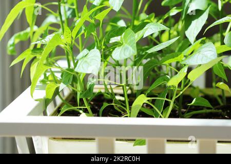 paprika plants growing in pots indoor Stock Photo