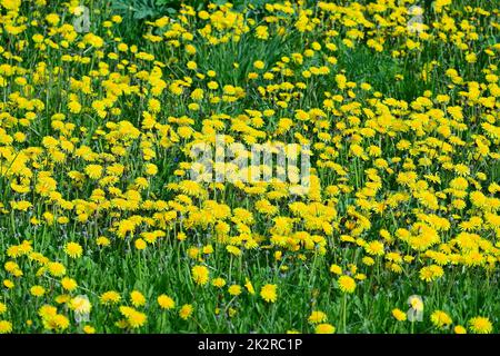 Blooming yellow dandelion flowers in meadow Stock Photo