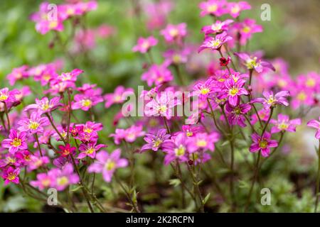 Pink spring flowers of saxifraga Ã— arendsii blooming in rock garden, close up Stock Photo