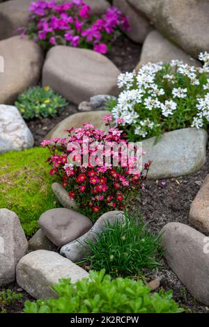 Beautiful colorful spring rock garden, blooming flowers Stock Photo - Alamy