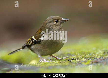 Close up of female of Madeiran chaffinch - Fringilla coelebs maderensis - sitting on the ground with colourful background on Madeira island Stock Photo