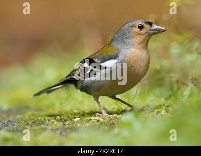 Close up of male of Madeiran chaffinch - Fringilla coelebs maderensis - sitting on the ground with colourful background on Madeira island Stock Photo